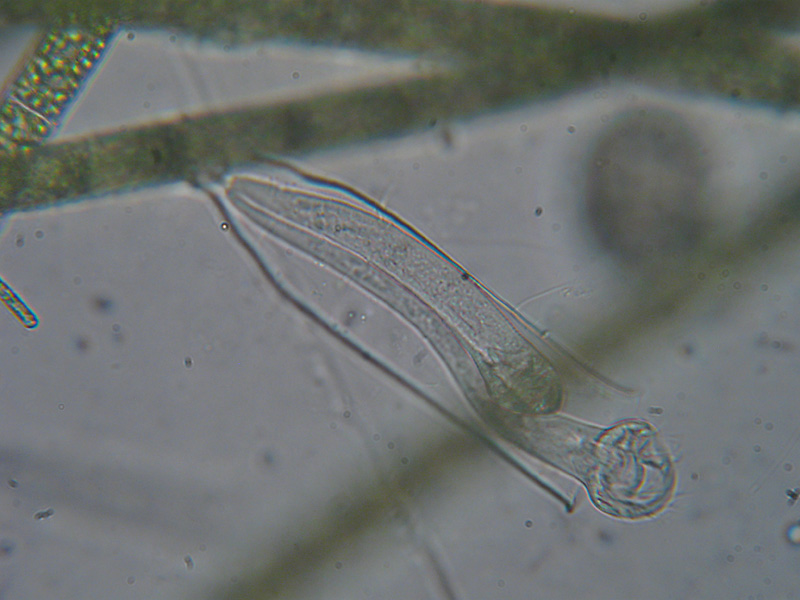 Vaginicola subcrystallina